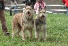  -  6 Avril 2008 Uzak et Bridget journée des chiens de bergers Français
