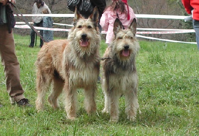 d'Ered Luin -  6 Avril 2008 Uzak et Bridget journée des chiens de bergers Français