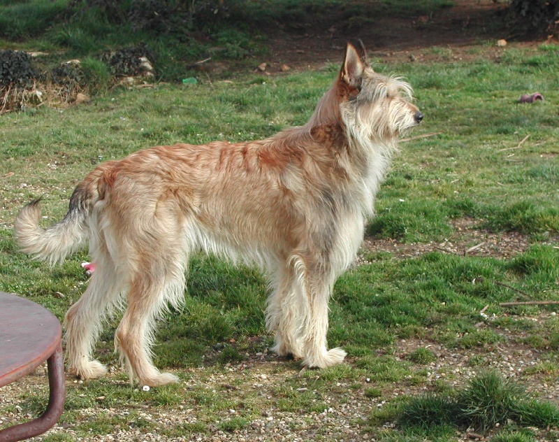 Buddy d'Ered Luin