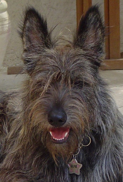 Ulfie d'Ered Luin