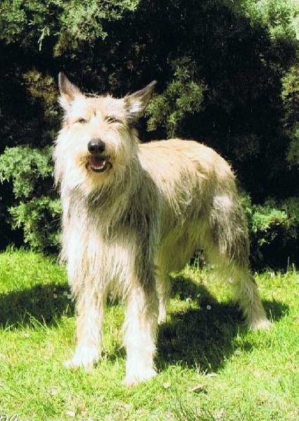 Fleur d'Ered Luin