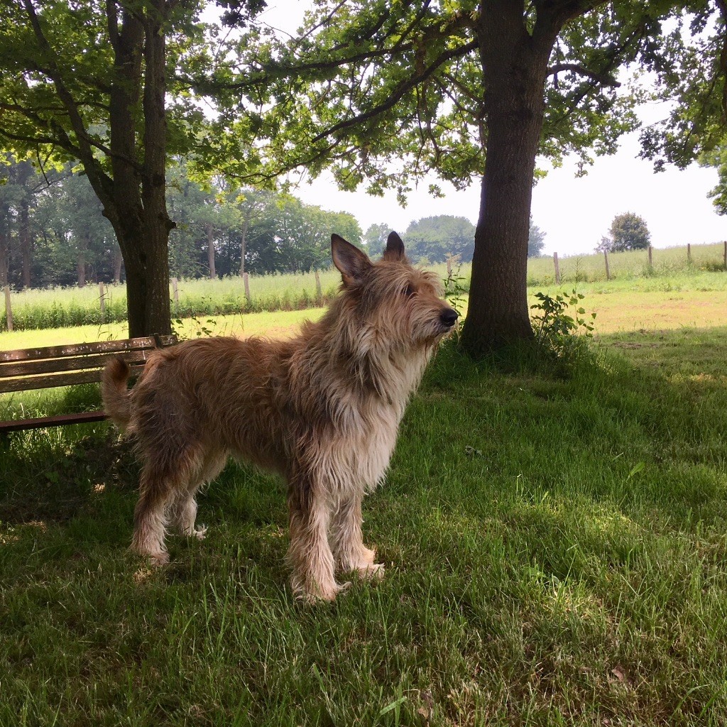 CH. Gerry d'Ered Luin
