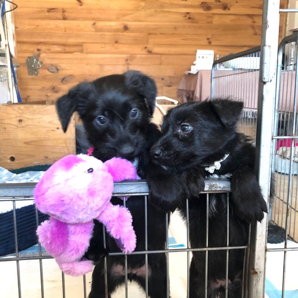 LES 2 PETITES FEMELLES  DE LULU 