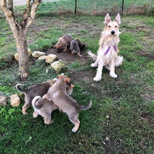d'Ered Luin - les chiots de lulu ont 6 semaines 