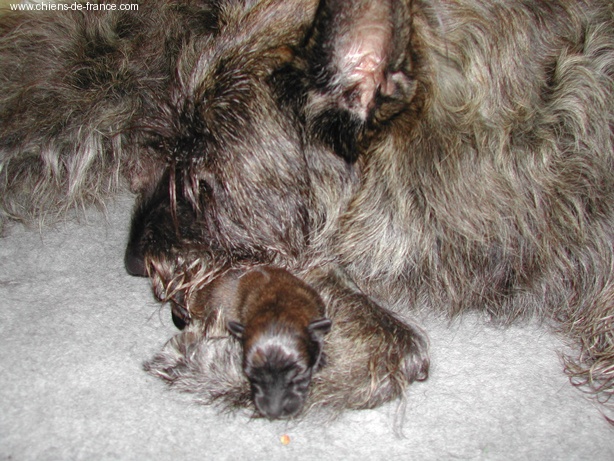 Chiot Berger de Picardie d'Ered Luin