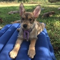 PINA