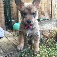 PEANUT